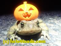 /home//u458753944/public_html/sourcegallery//Roxborough Toad Detour/2024/2024-03-15/P3151337.JPG